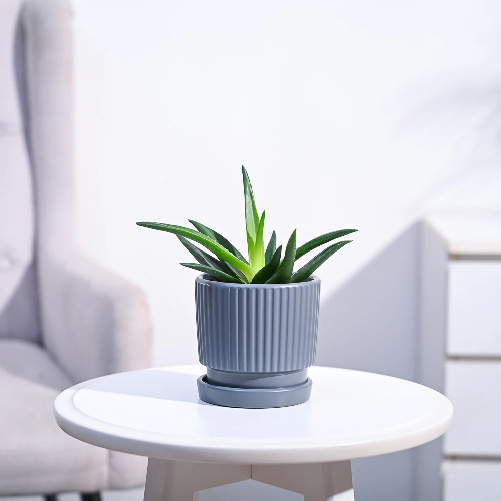Aloe Vera Mini Plant - Image 106
