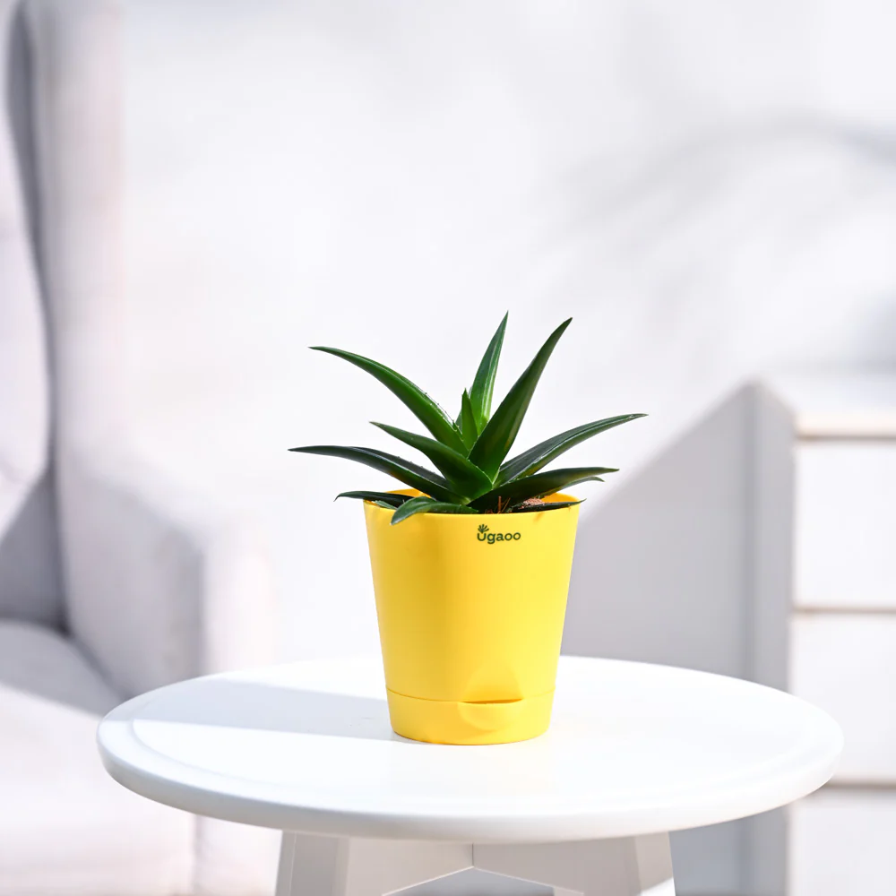 Aloe Vera Mini Plant - Image 14
