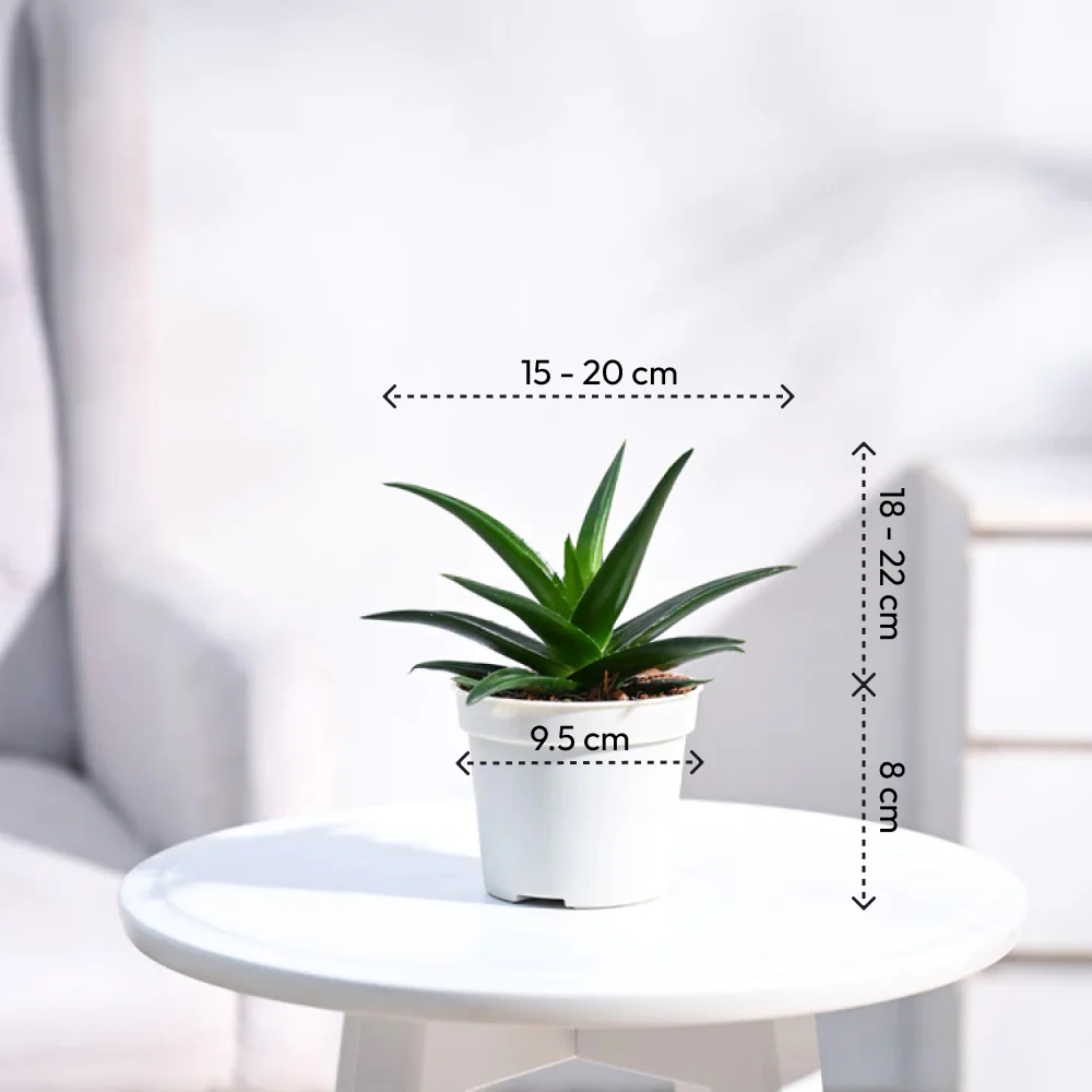 Aloe Vera Mini Plant - Image 156