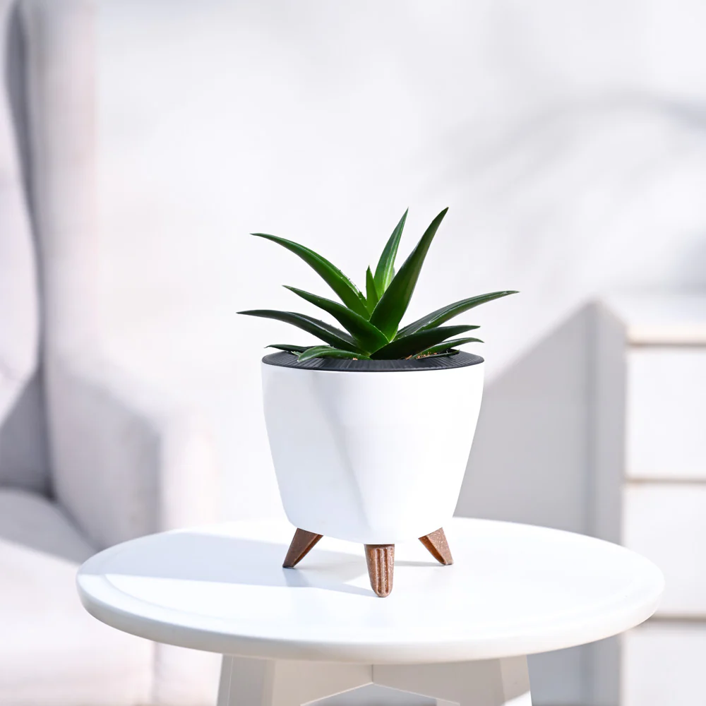 Aloe Vera Mini Plant - Image 17