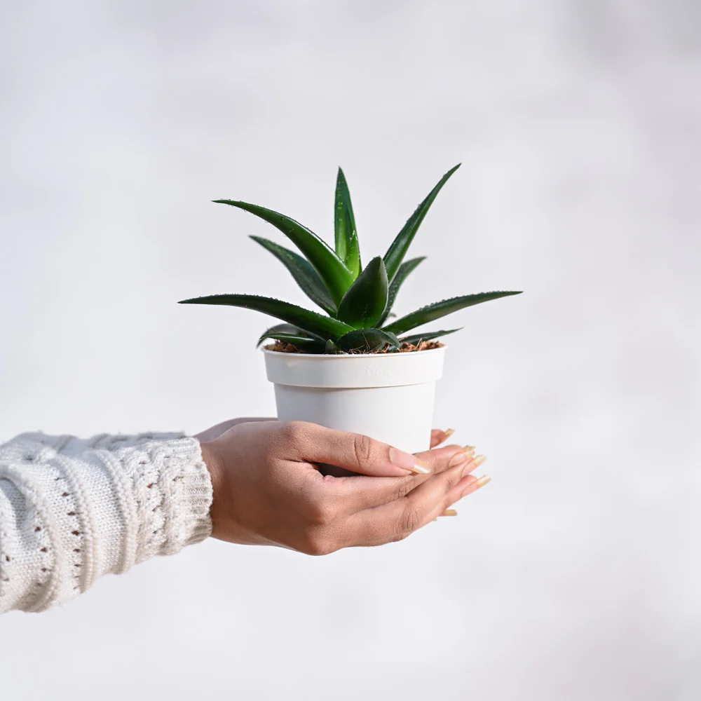 Aloe Vera Mini Plant - Image 49