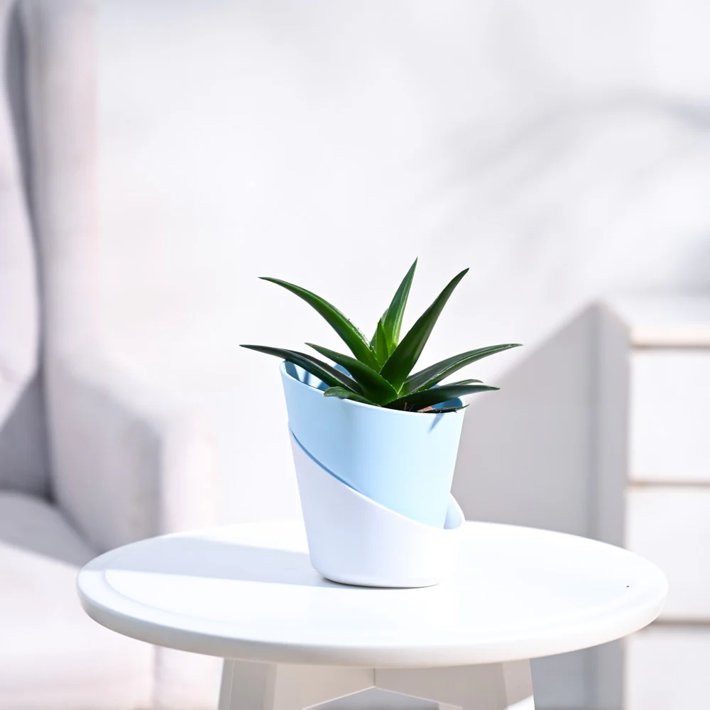 Aloe Vera Mini Plant - Image 6
