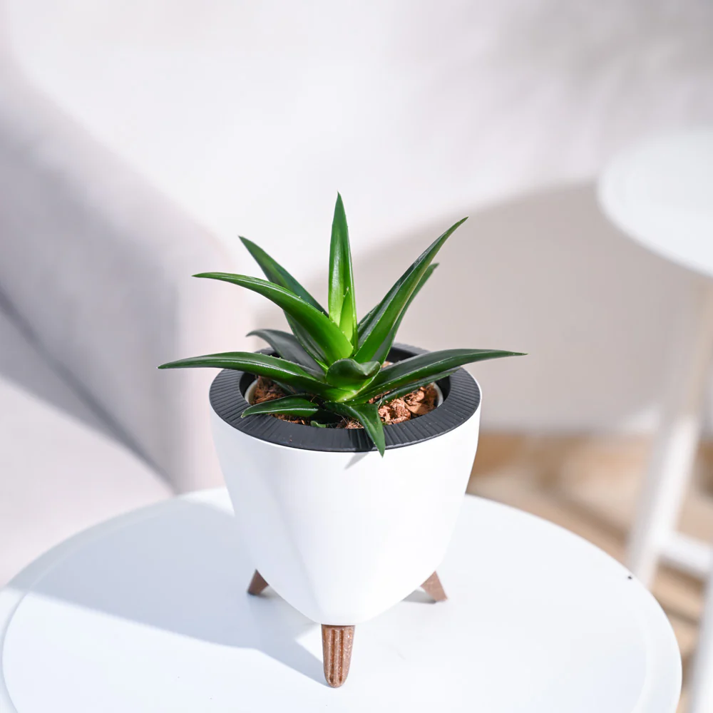 Aloe Vera Mini Plant - Image 64