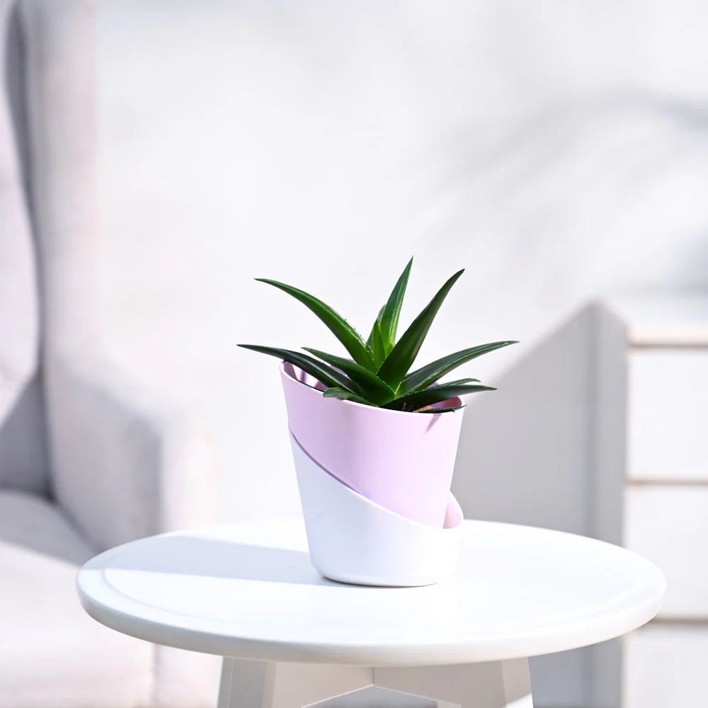 Aloe Vera Mini Plant - Image 8