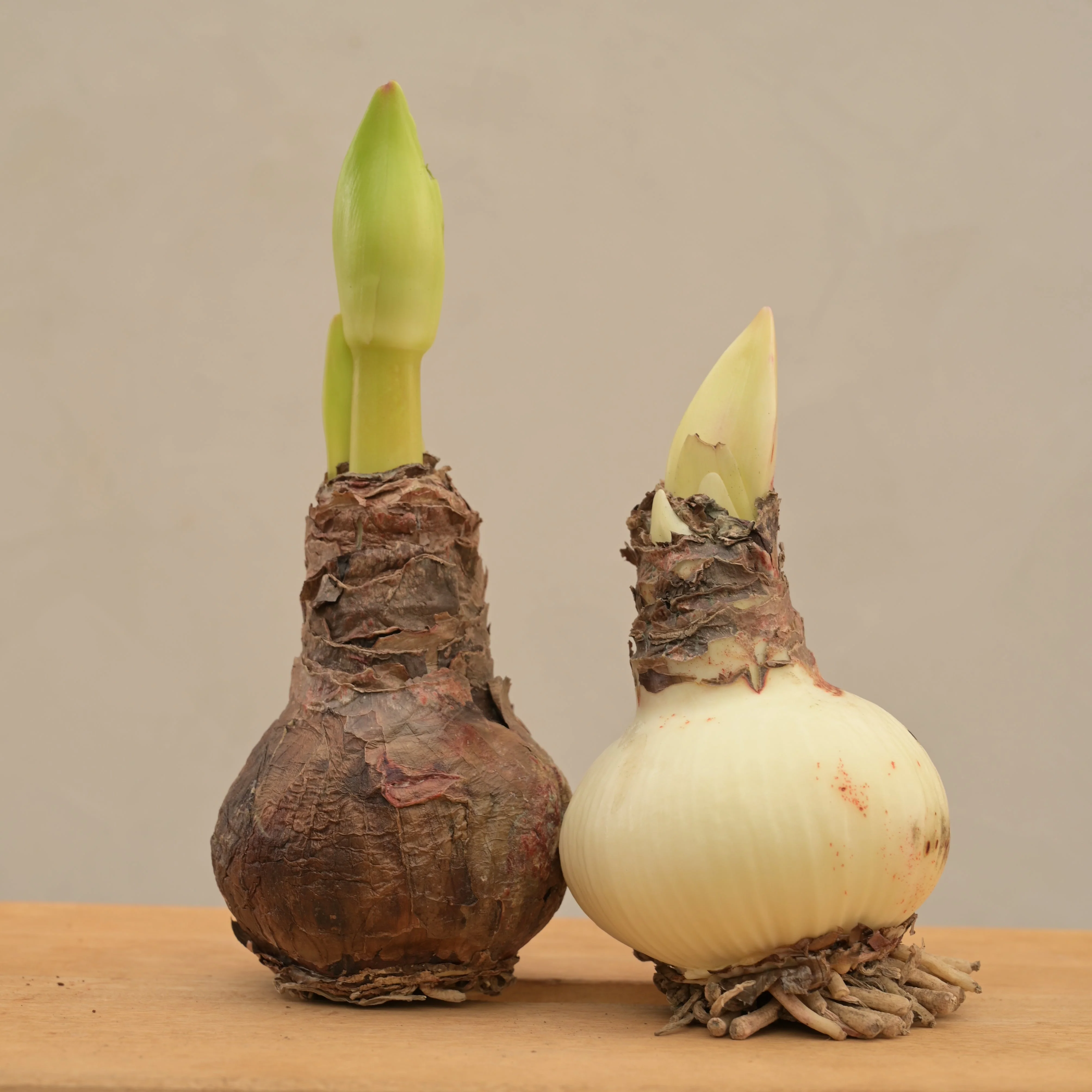 Amaryllis (Amar lily) Flower Bulb - Minerva - Image 4