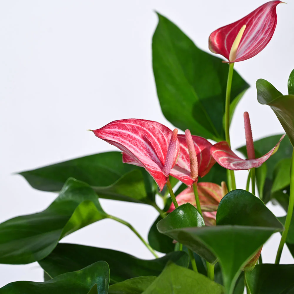 Anthurium Livium Plant - Image 23