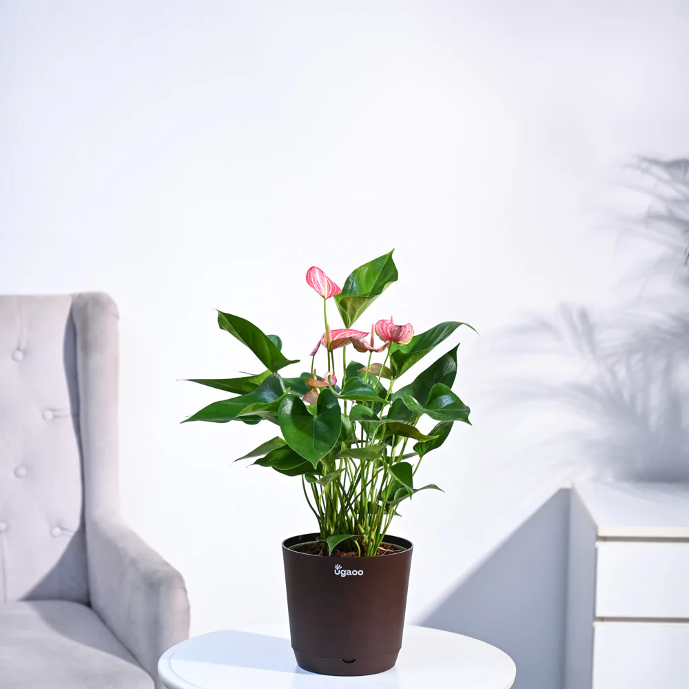Anthurium Livium Plant - Image 27