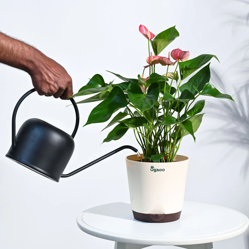 Anthurium Livium Plant - Image 41