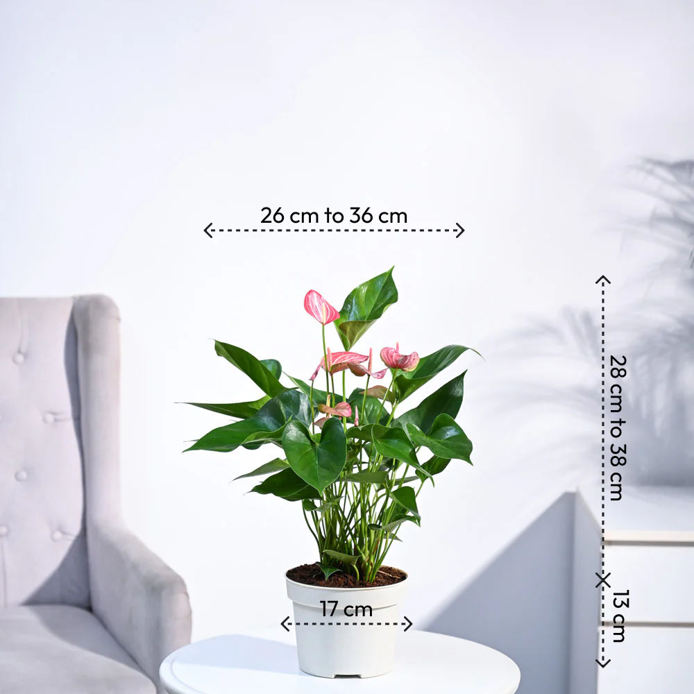 Anthurium Livium Plant - Image 5