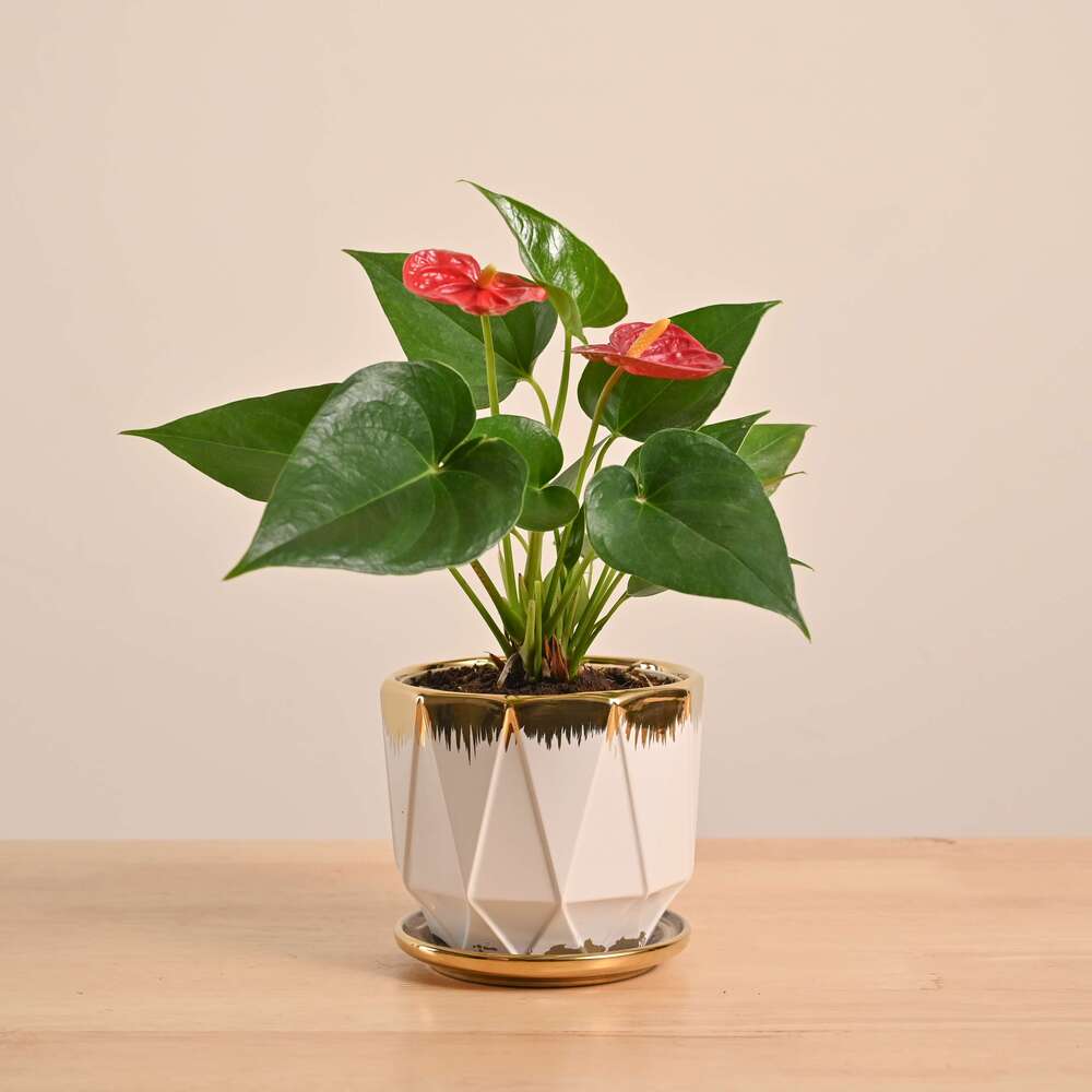 Anthurium Red Plant - Image 49