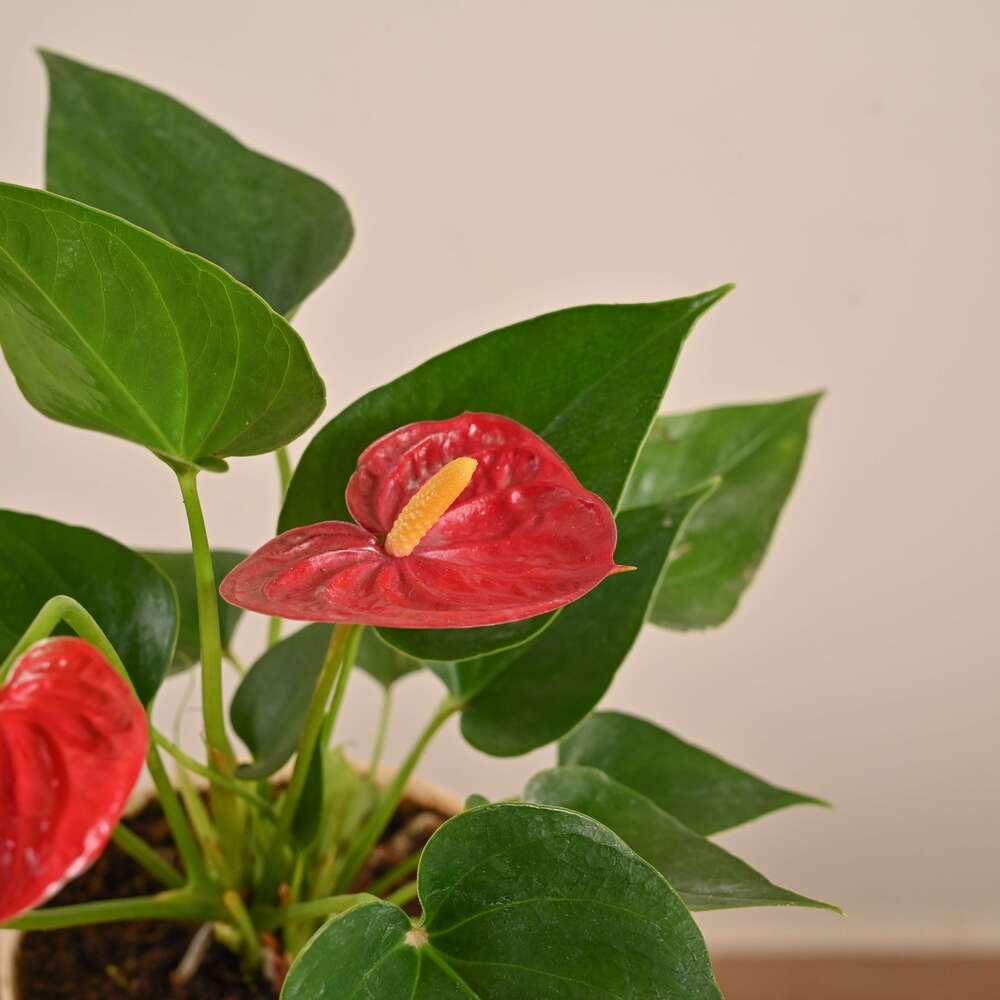 Anthurium Red Plant - Image 51