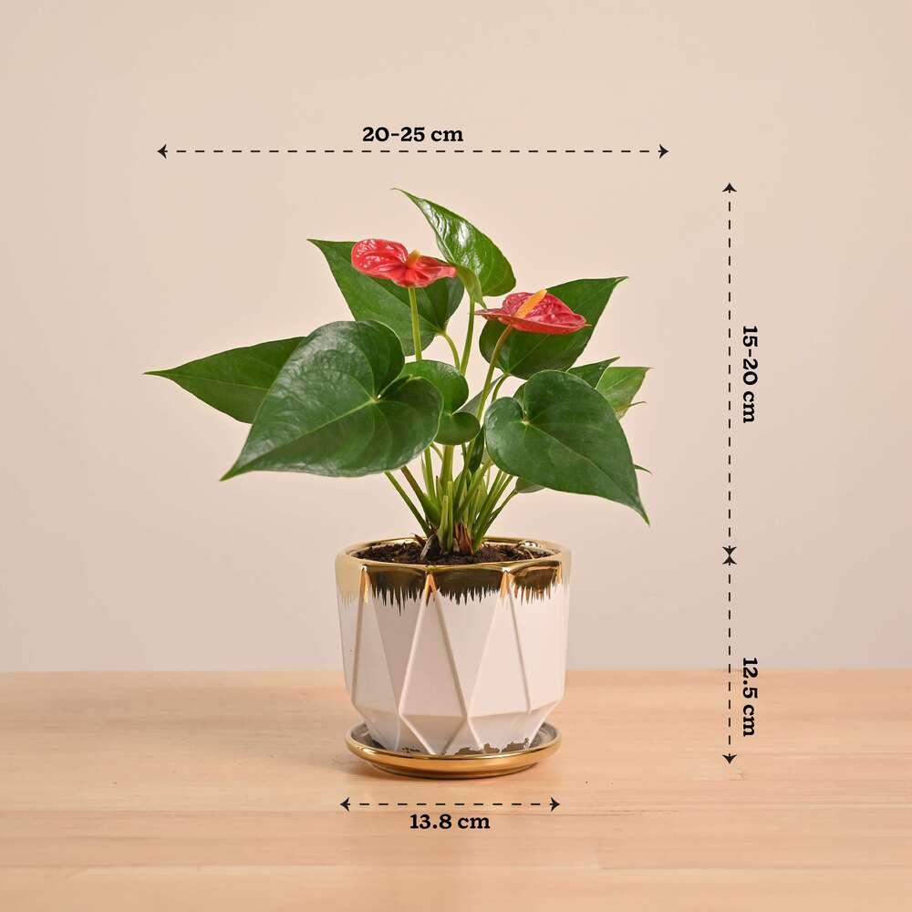 Anthurium Red Plant - Image 53