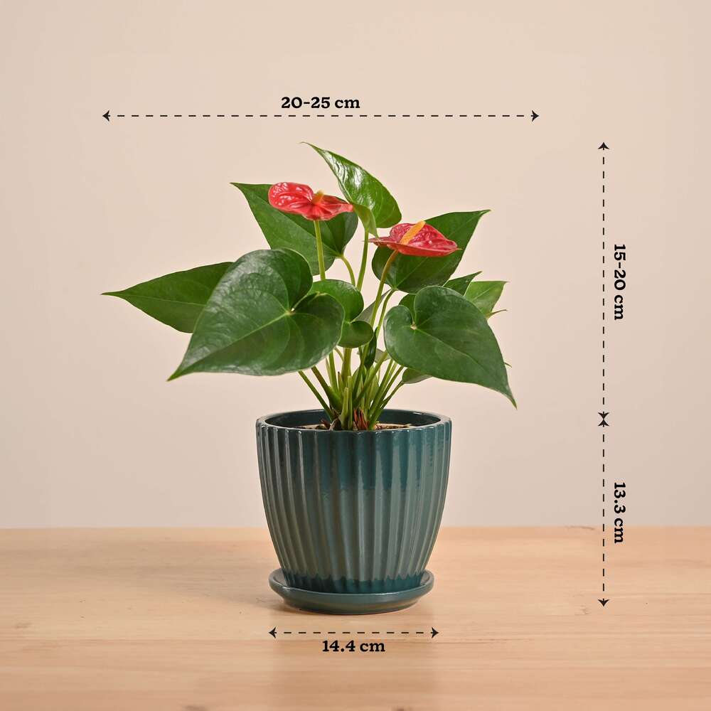 Anthurium Red Plant - Image 58
