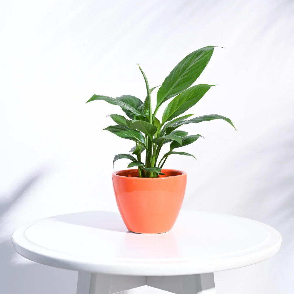 Apple Ceramic Pot (3.8 Inch Diameter) - Image 14