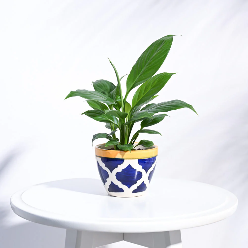 Apple Ceramic Pot (3.8 Inch Diameter) - Image 24