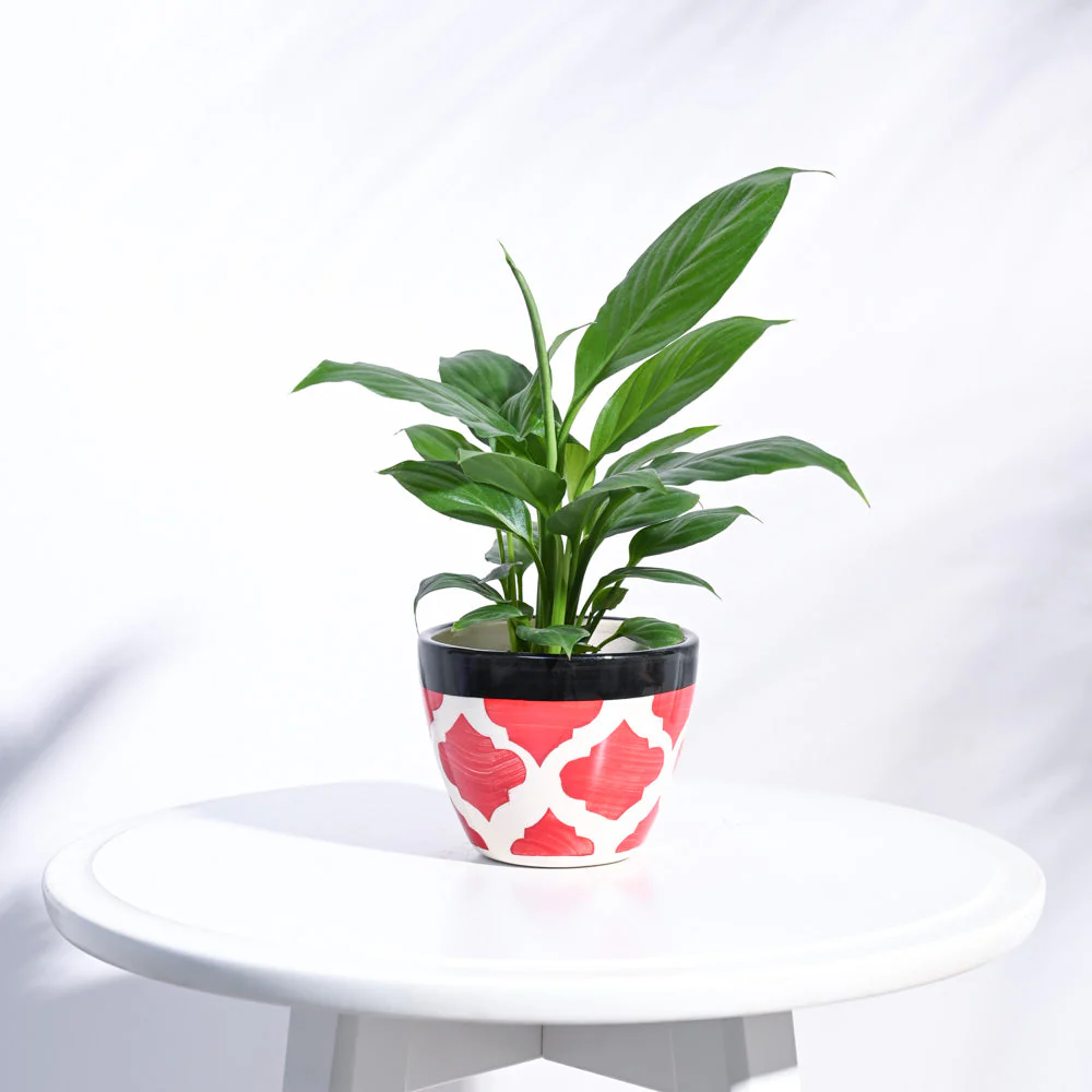 Apple Ceramic Pot (3.8 Inch Diameter) - Image 29