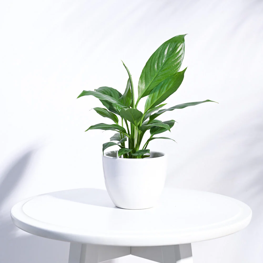 Apple Ceramic Pot (3.8 Inch Diameter) - Image 34