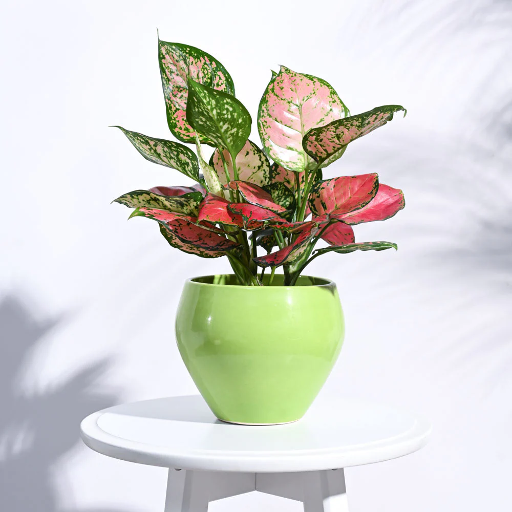 Apple Ceramic Pot (6.6 Inch Diameter) - Image 11
