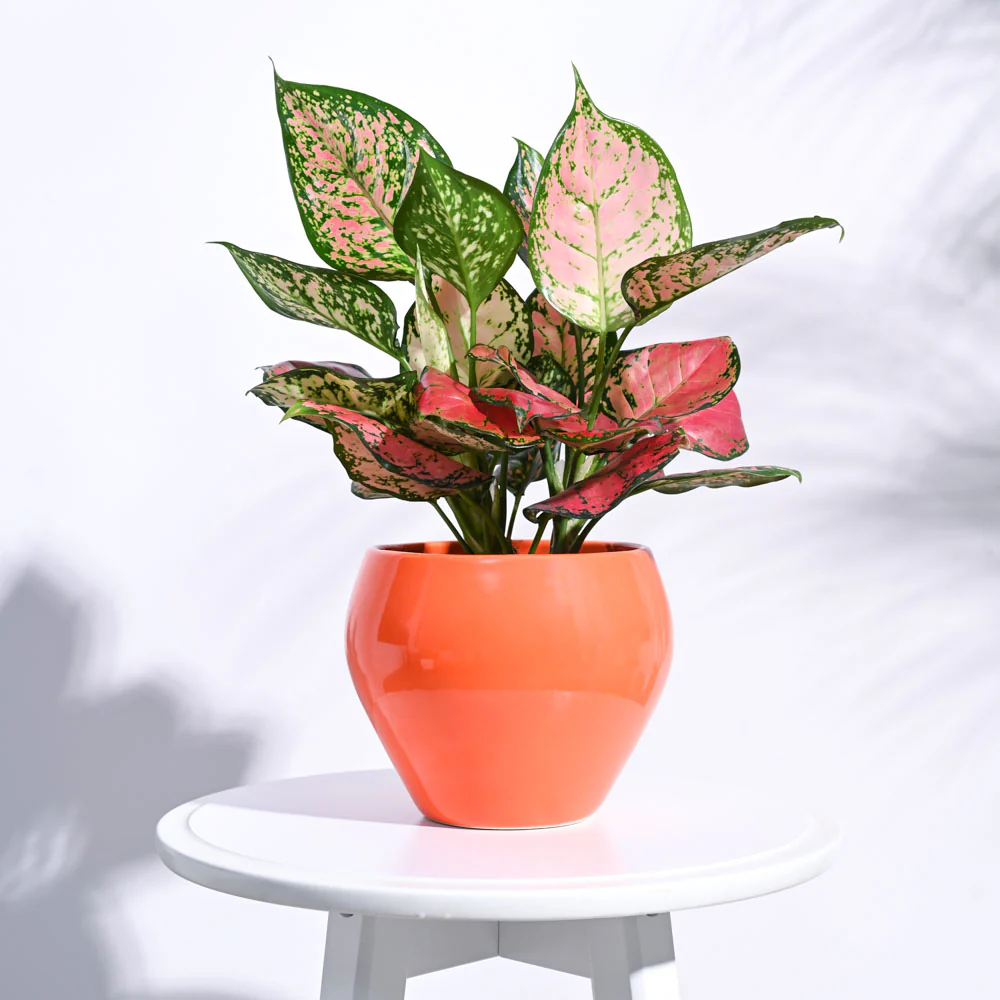 Apple Ceramic Pot (6.6 Inch Diameter) - Image 16