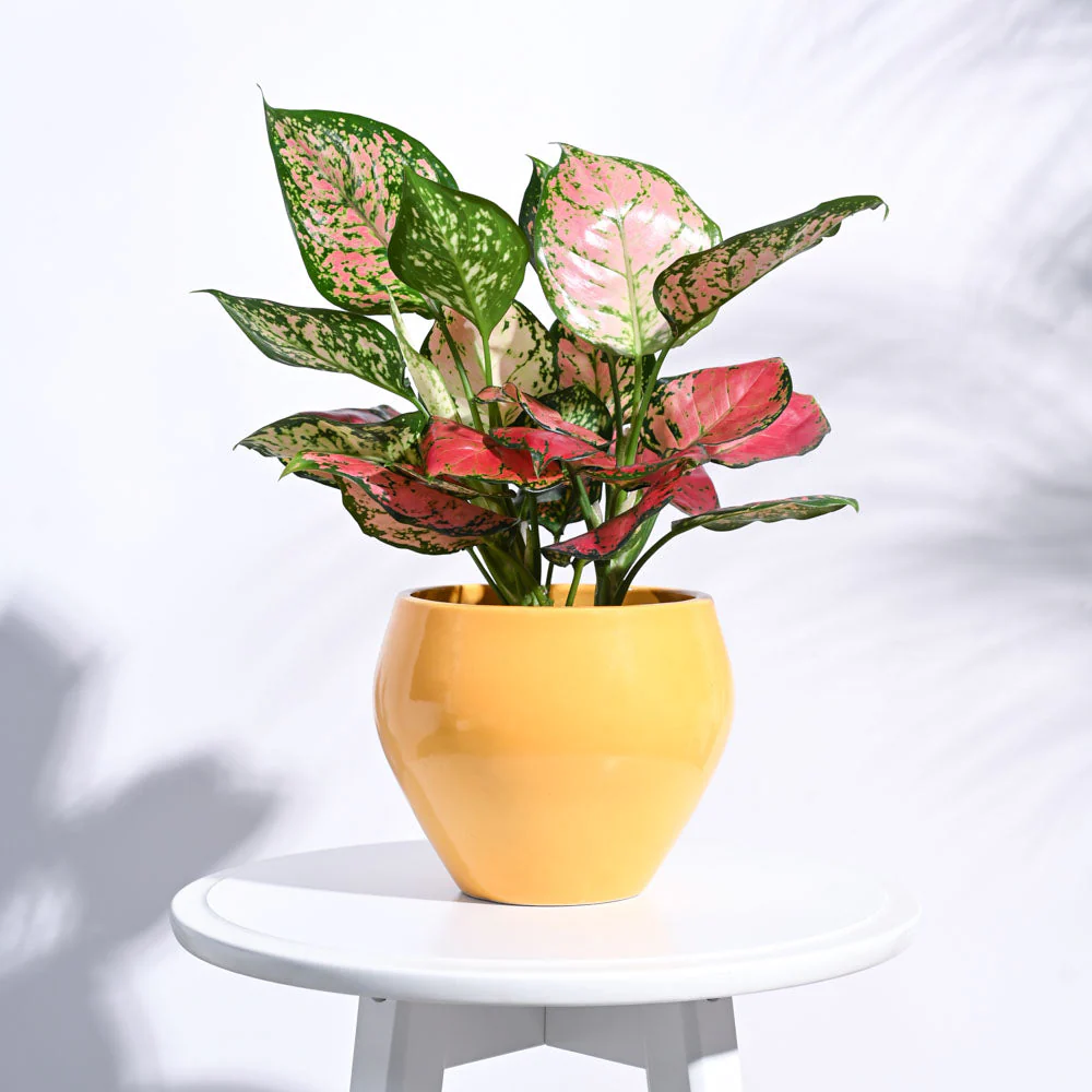 Apple Ceramic Pot (6.6 Inch Diameter) - Image 31