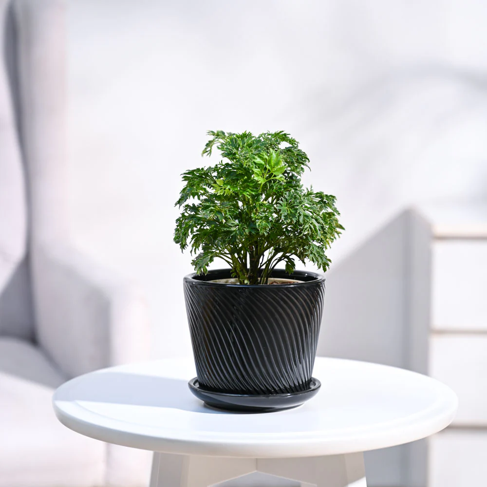 Aralia Golden Plant - Image 10