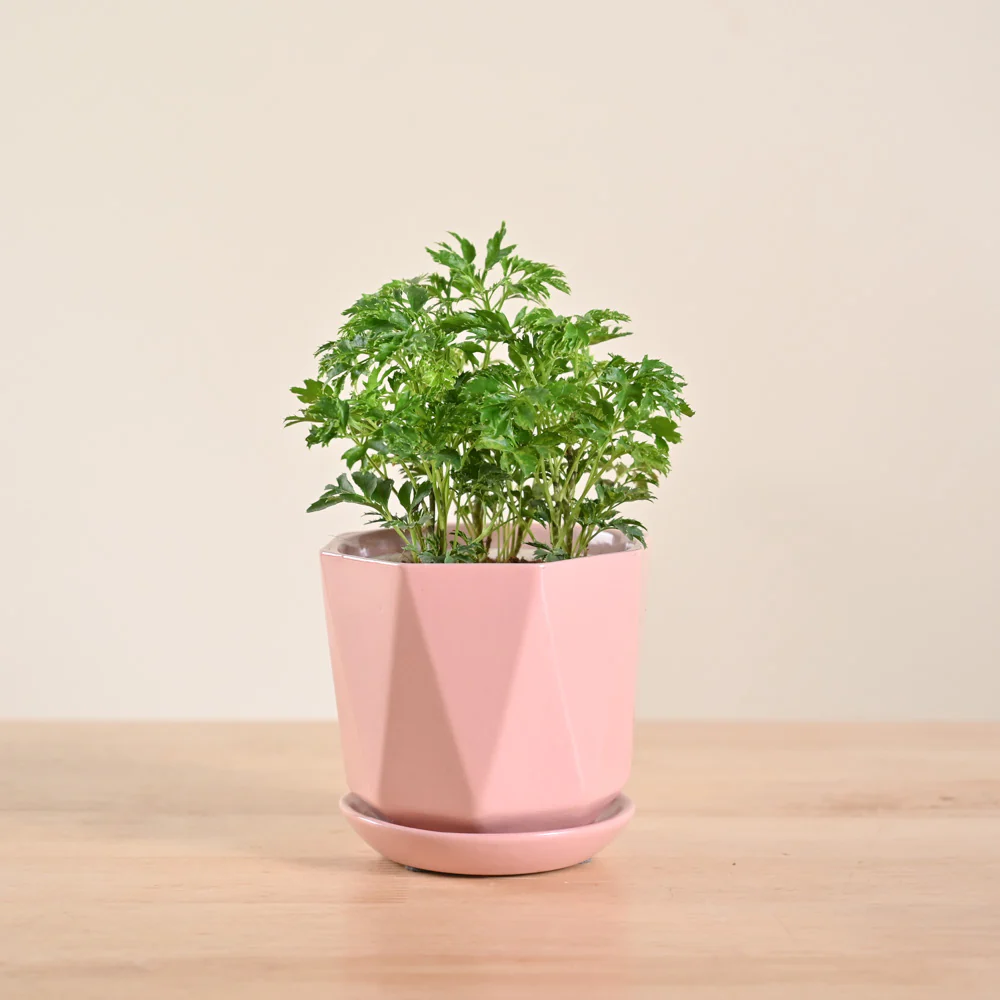Aralia Golden Plant - Image 100