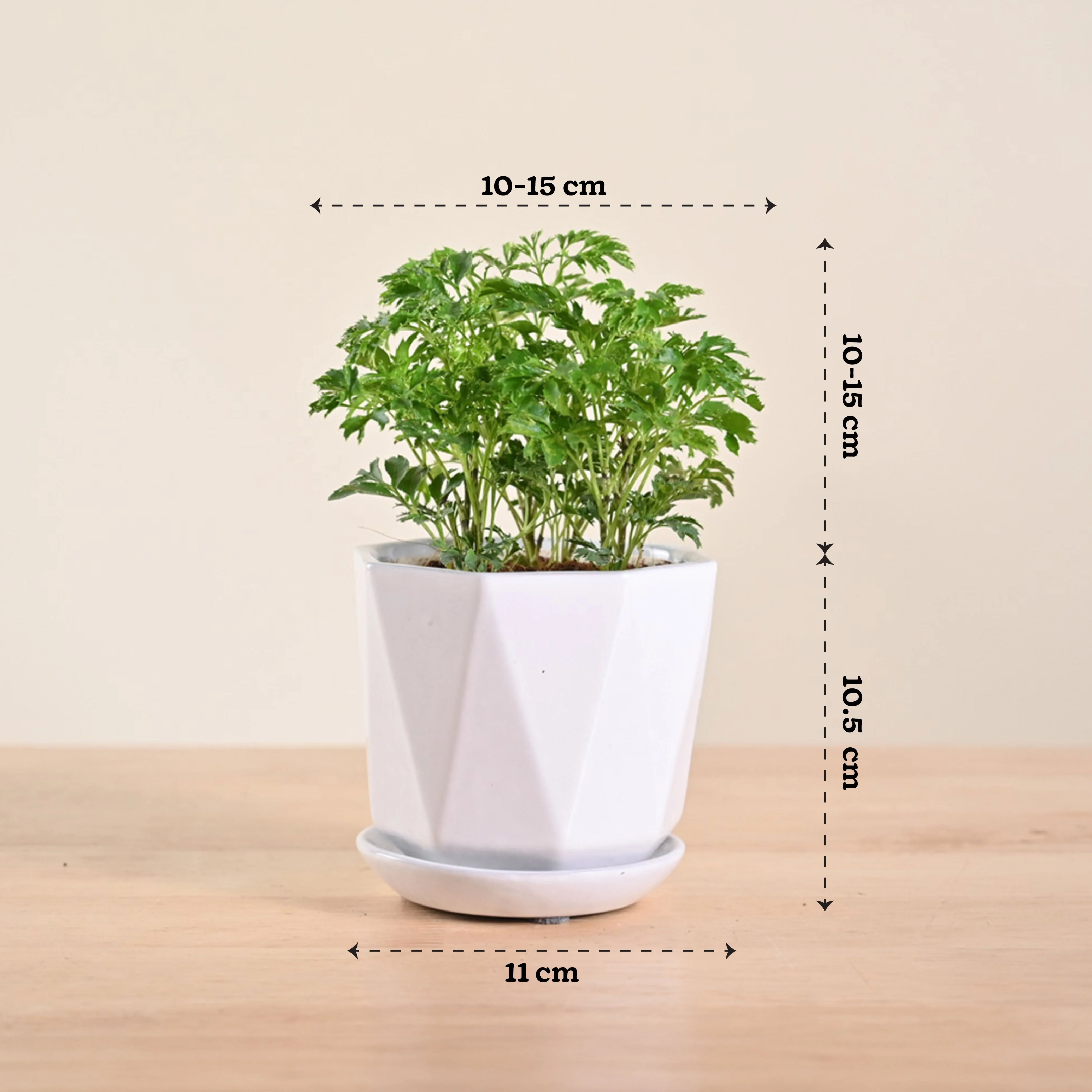 Aralia Golden Plant - Image 101