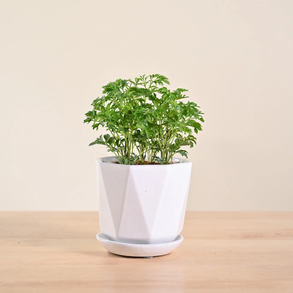 Aralia Golden Plant - Image 102