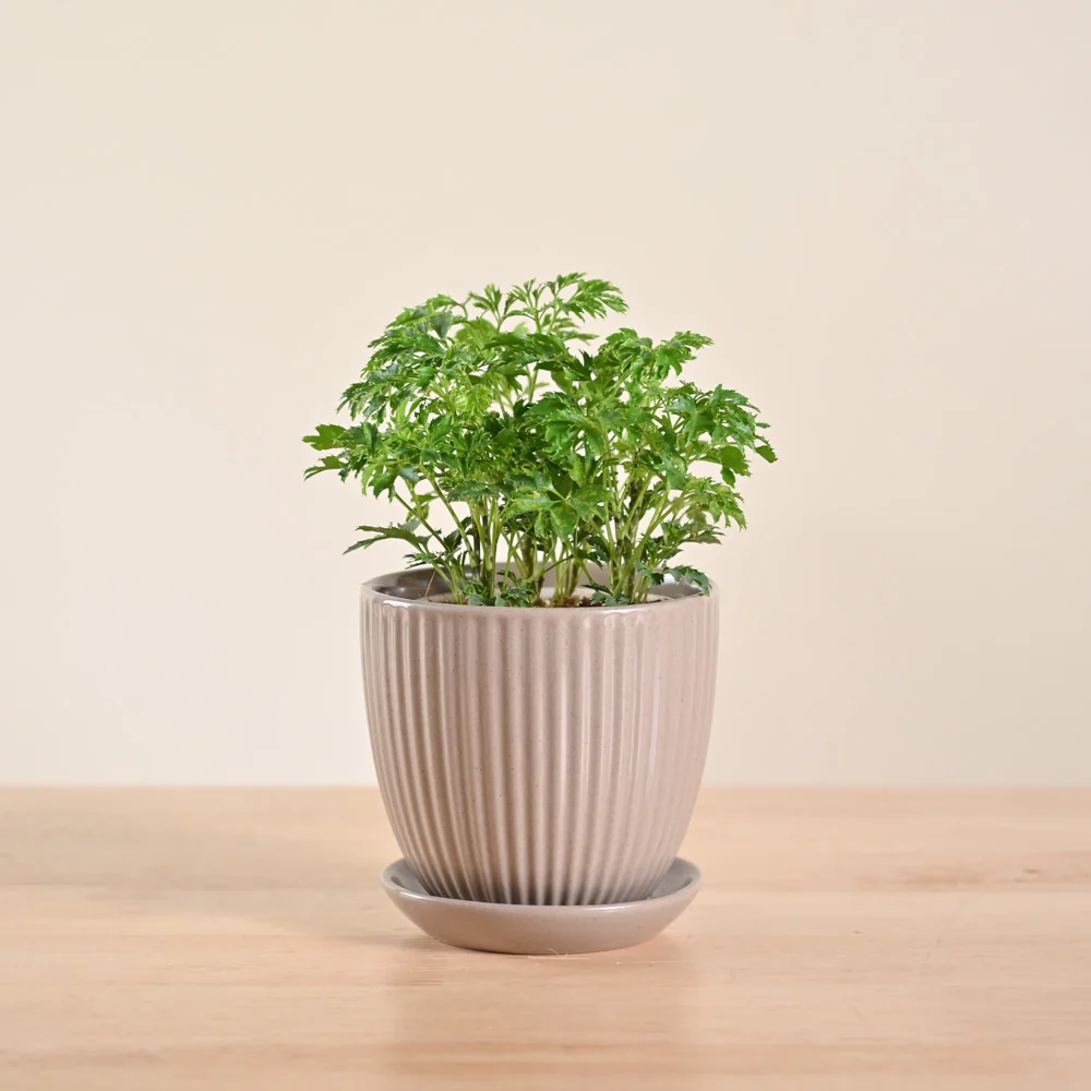Aralia Golden Plant - Image 104