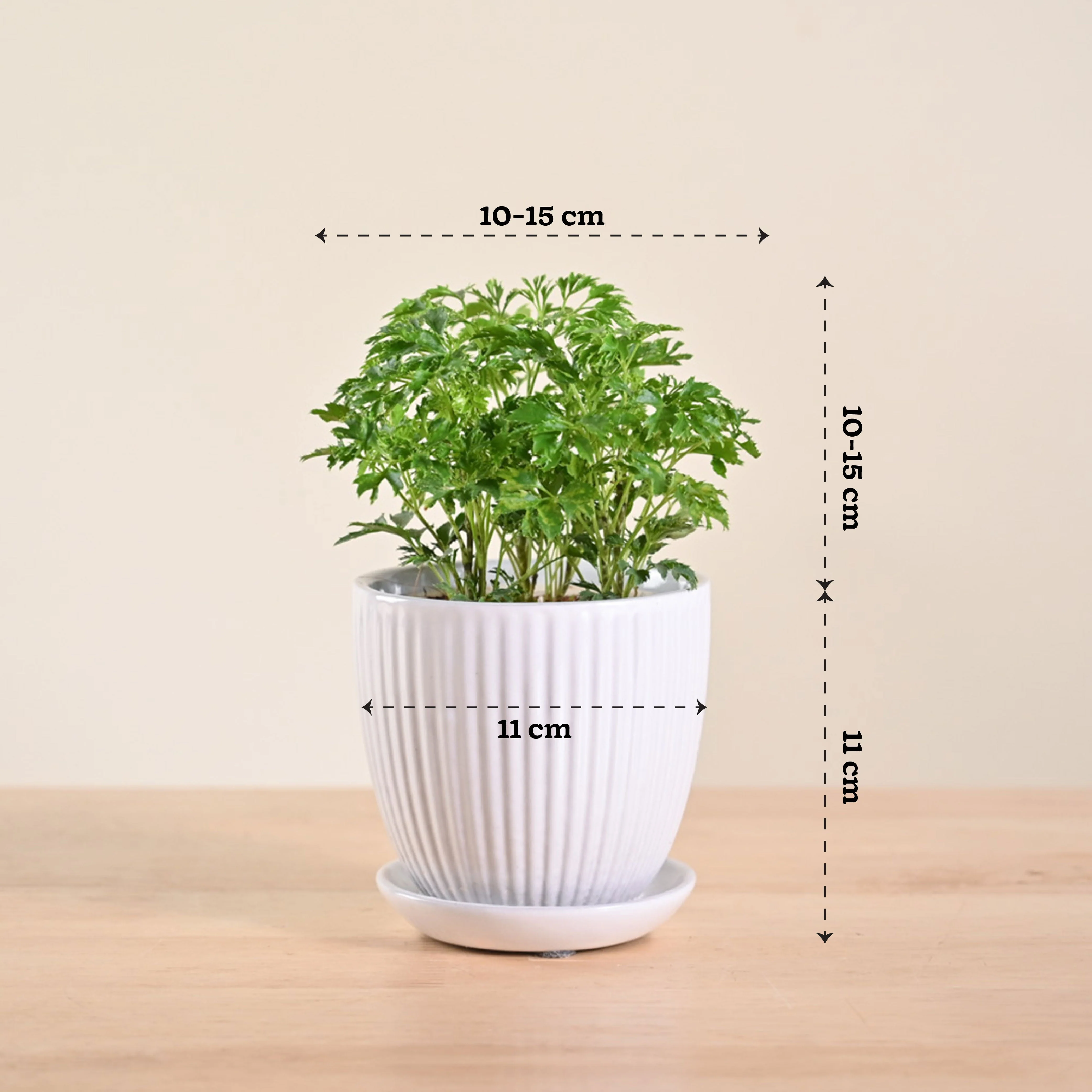 Aralia Golden Plant - Image 105