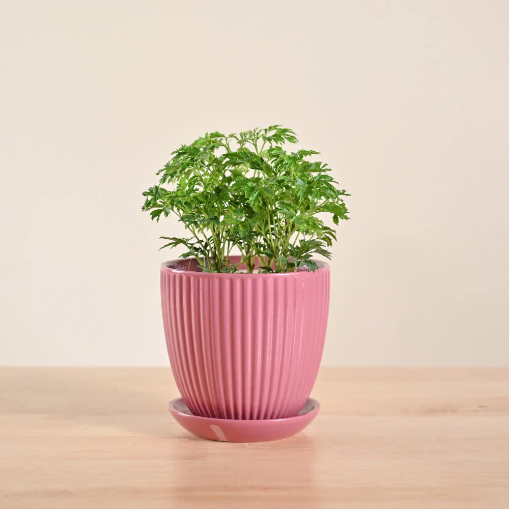 Aralia Golden Plant - Image 106