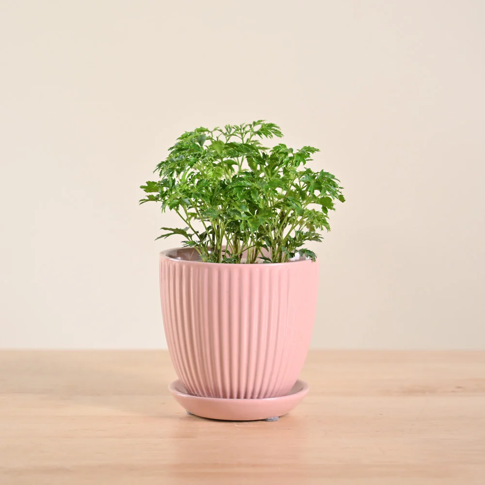 Aralia Golden Plant - Image 108