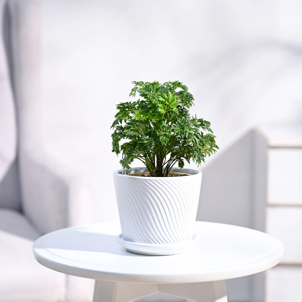 Aralia Golden Plant - Image 11