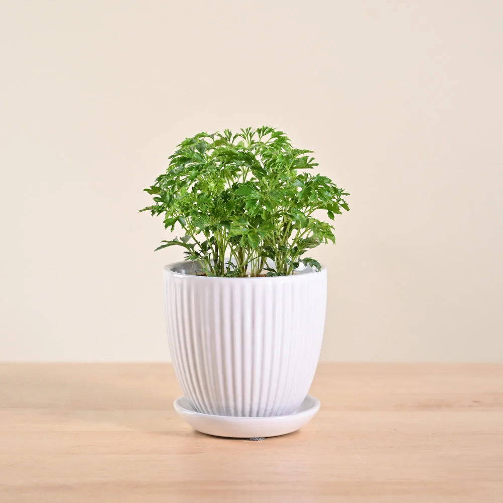 Aralia Golden Plant - Image 110