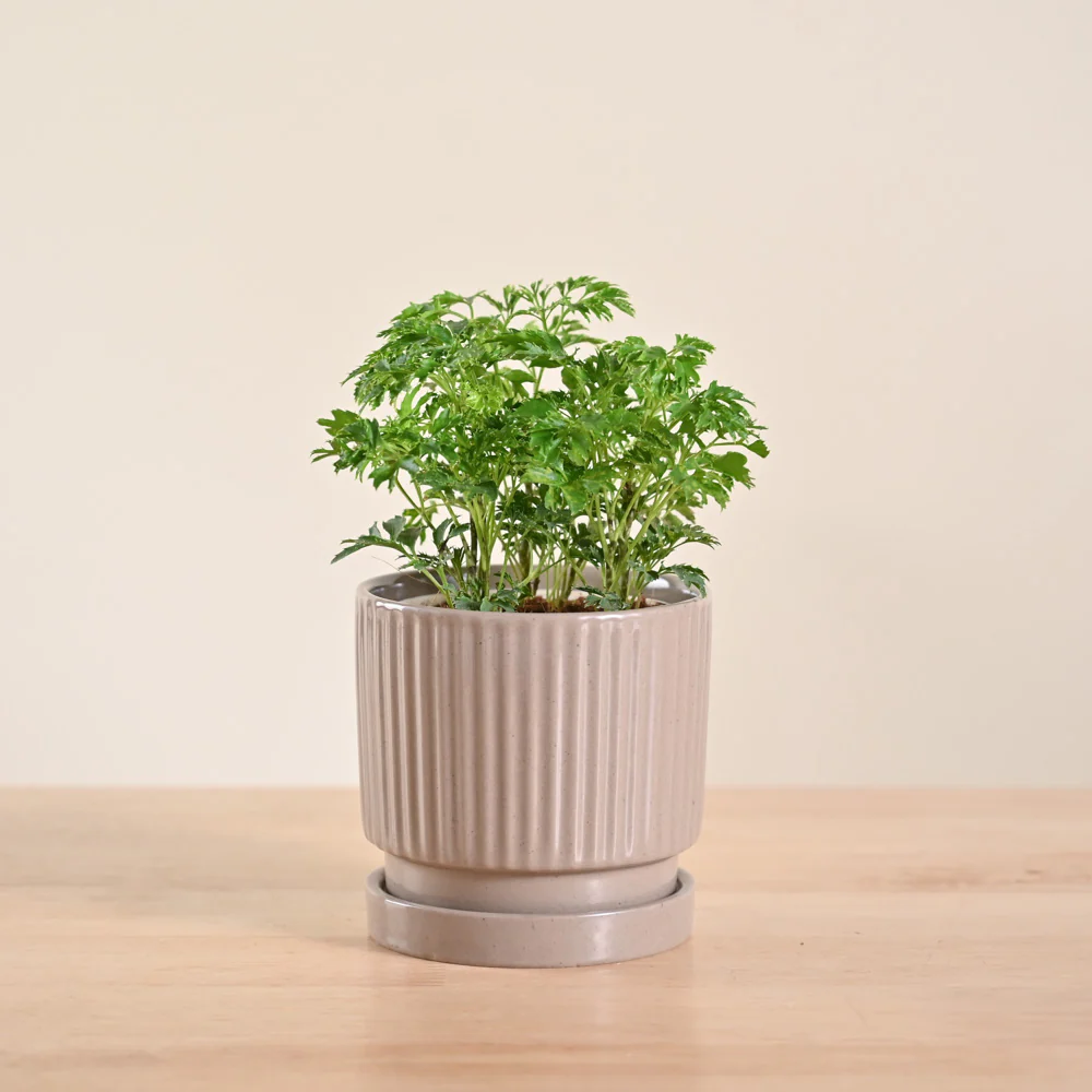 Aralia Golden Plant - Image 112