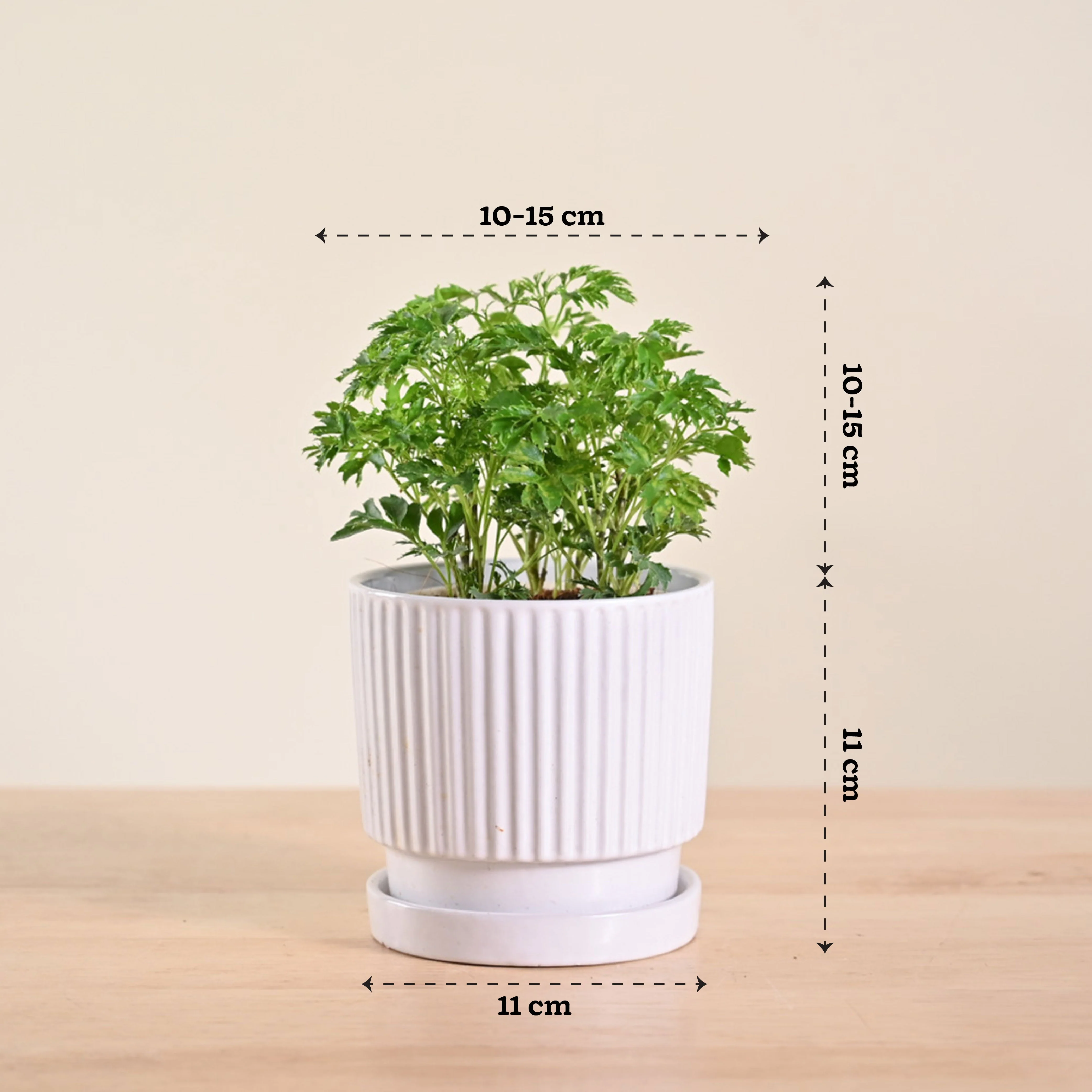 Aralia Golden Plant - Image 113
