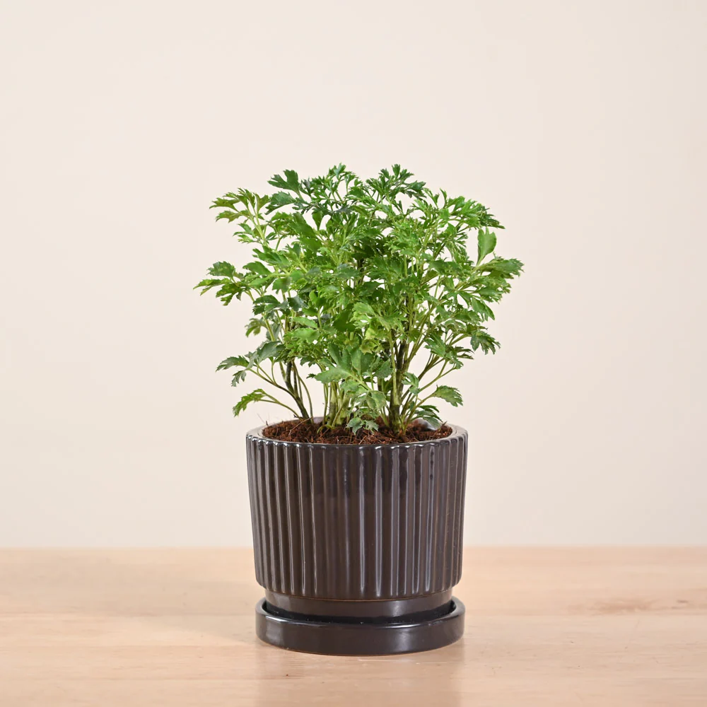 Aralia Golden Plant - Image 114