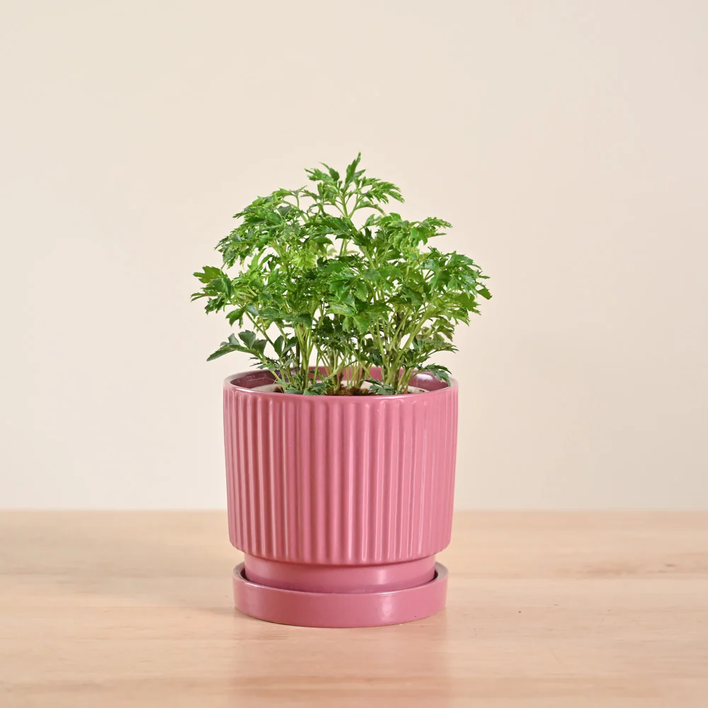 Aralia Golden Plant - Image 116