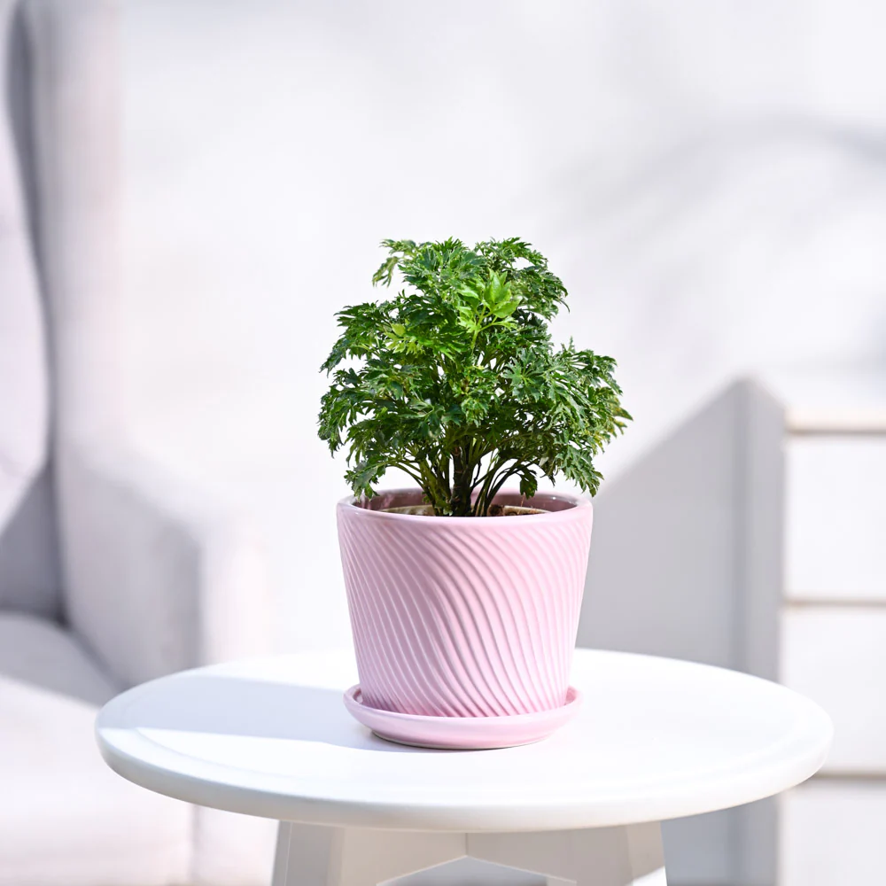 Aralia Golden Plant - Image 12