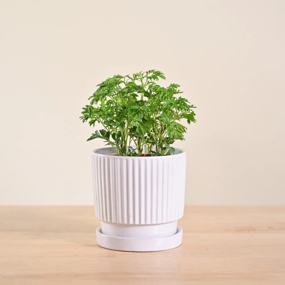 Aralia Golden Plant - Image 120