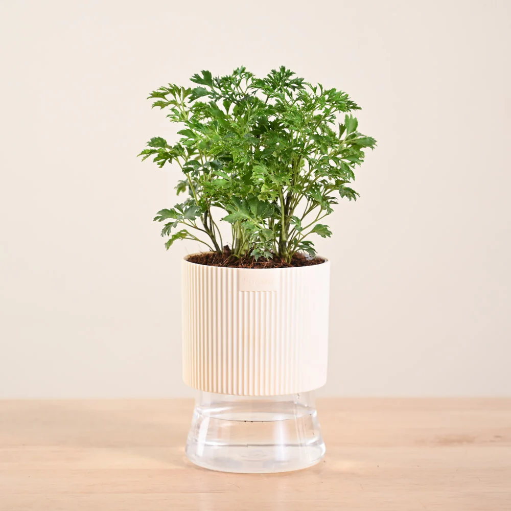 Aralia Golden Plant - Image 122