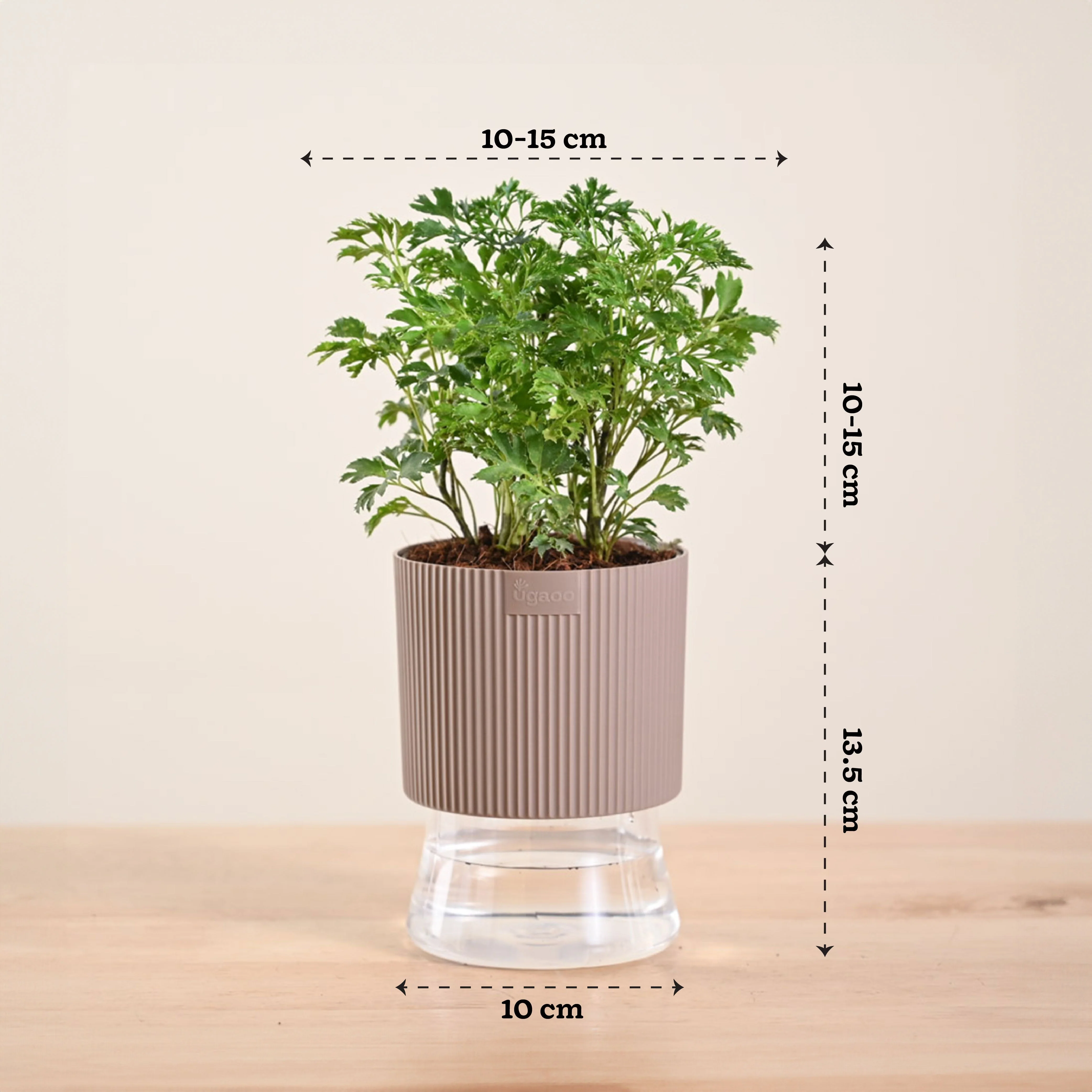 Aralia Golden Plant - Image 123