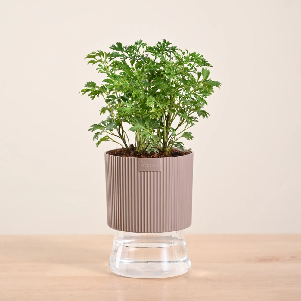 Aralia Golden Plant - Image 124