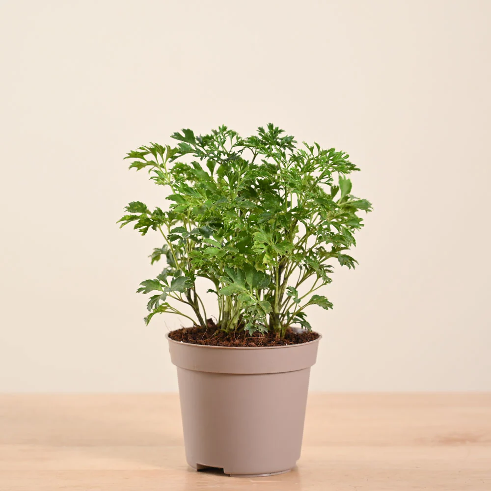 Aralia Golden Plant - Image 128