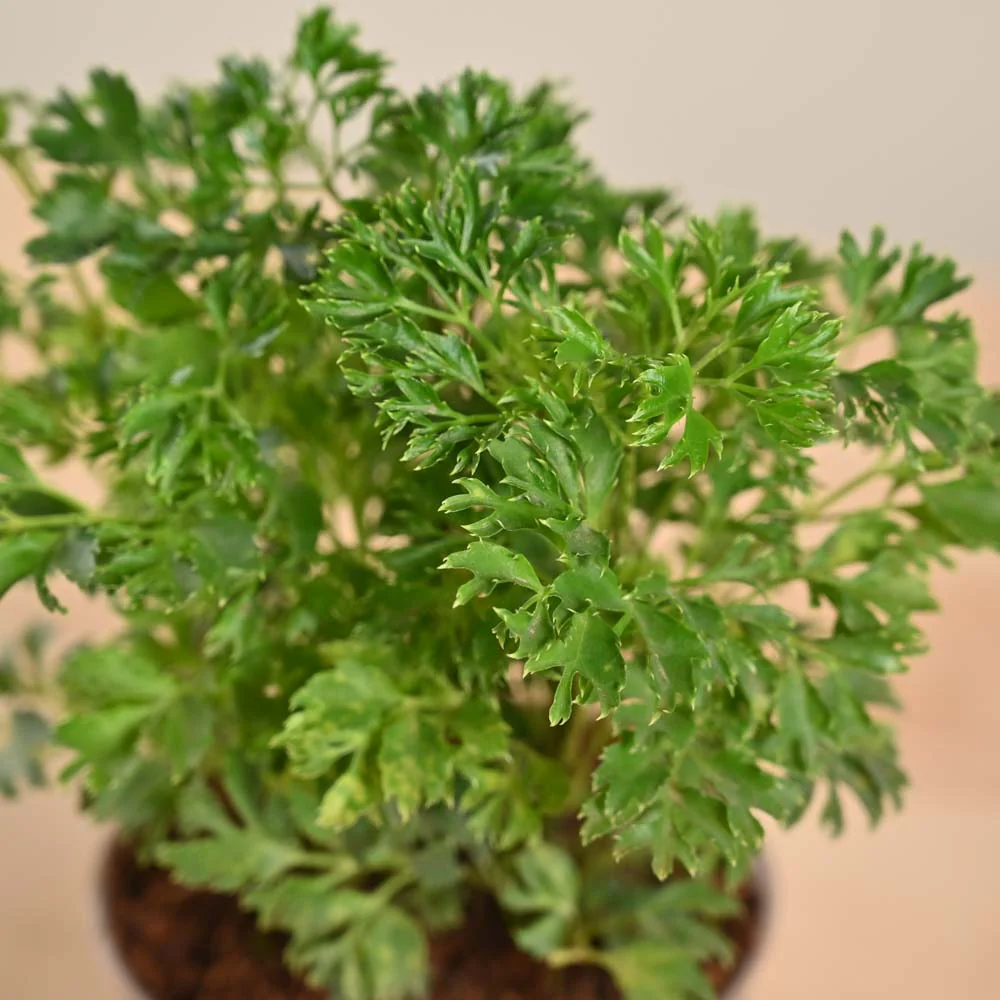 Aralia Golden Plant - Image 129