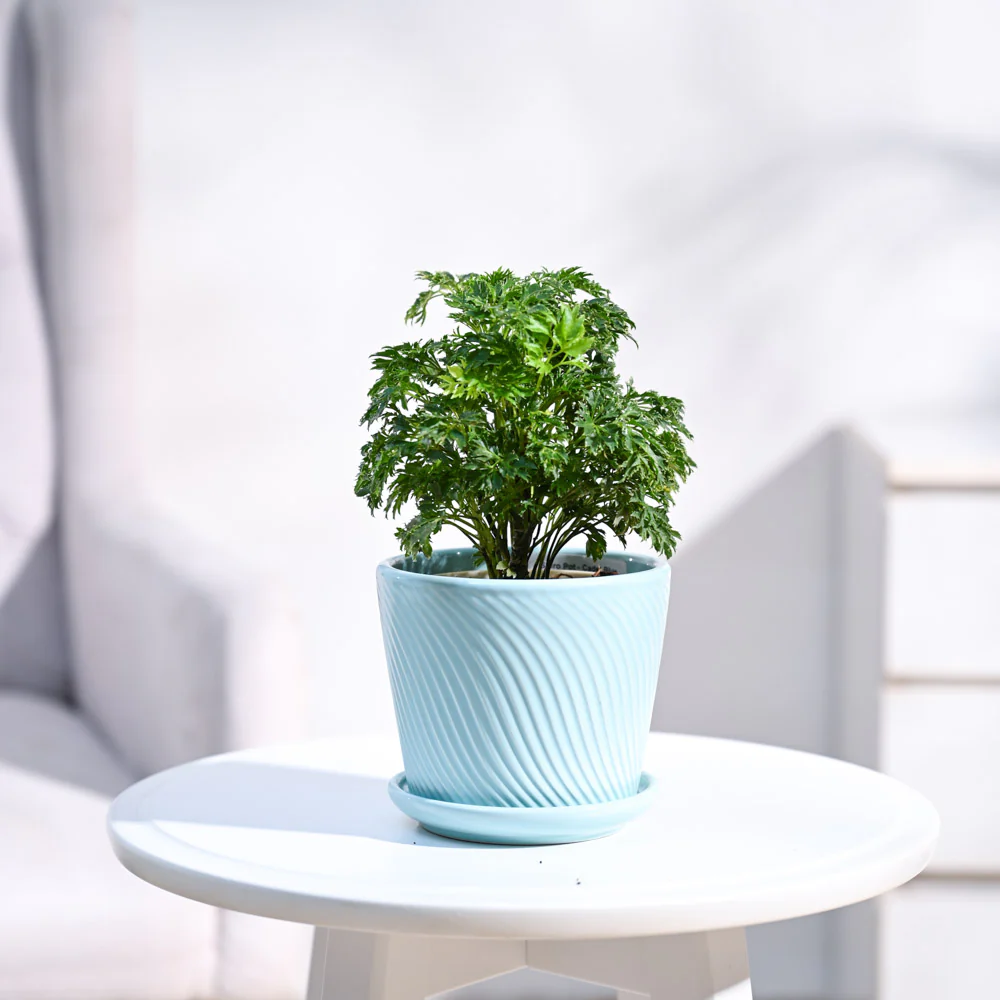 Aralia Golden Plant - Image 13