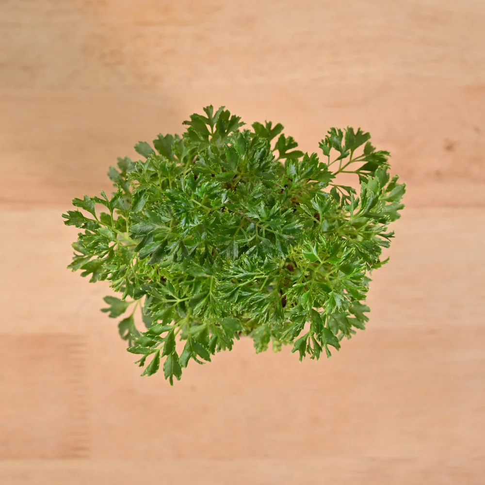 Aralia Golden Plant - Image 130