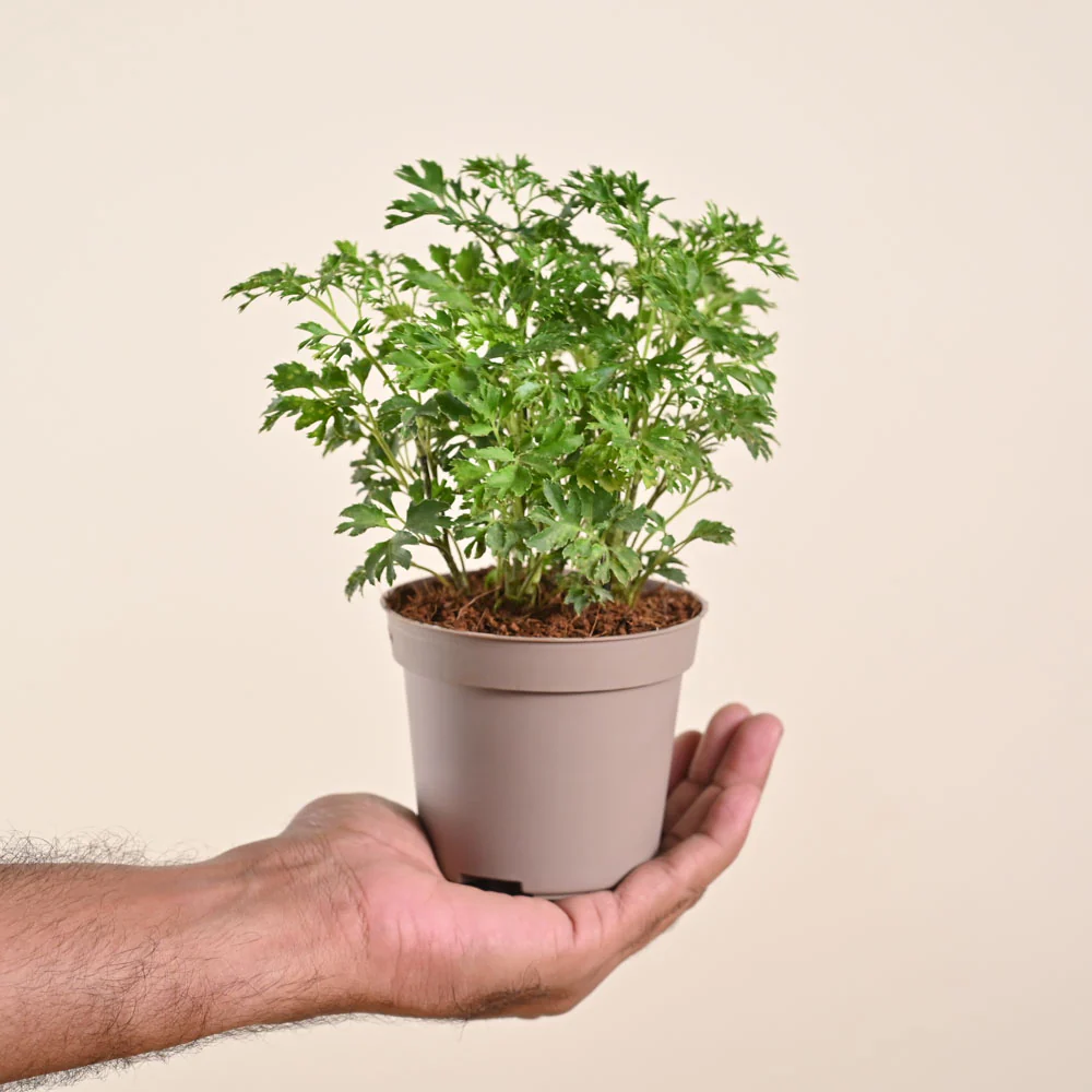 Aralia Golden Plant - Image 131