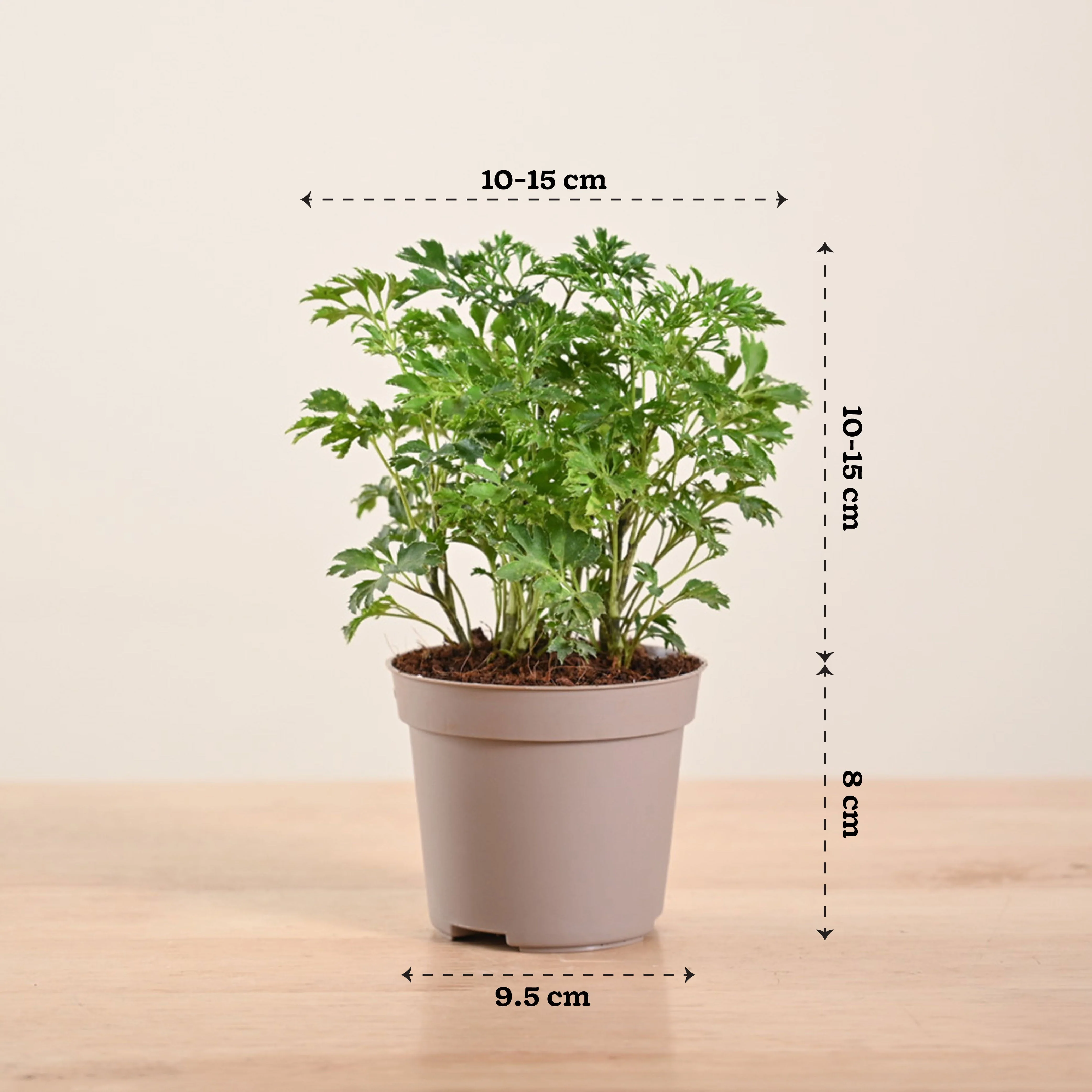 Aralia Golden Plant - Image 132