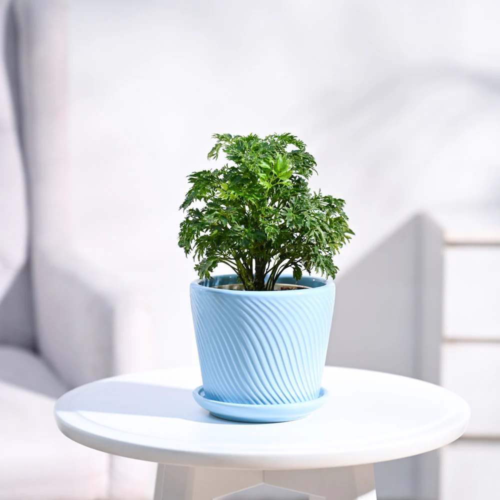 Aralia Golden Plant - Image 14
